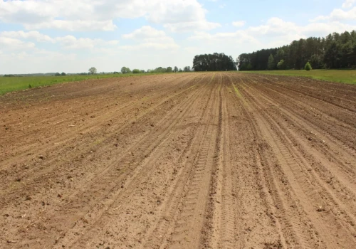 Miała 25 ha kukurydzy. Nagle z pola zaczęły znikać całe rządki