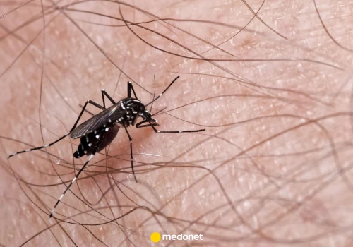 Te dwa komary przenoszą chikungunyę. Są też groźne z innego powodu