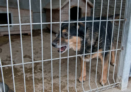 Zaniedbane i chore psy na posesji pod Garwolinem. Właścicielce grozi do 5 lat więzienia