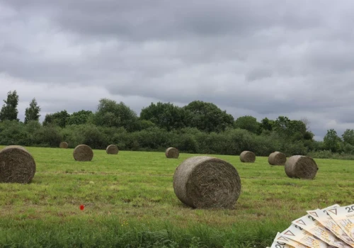 Ile kosztuje siano z pierwszego pokosu? Sprawdziliśmy ceny w całej Polsce