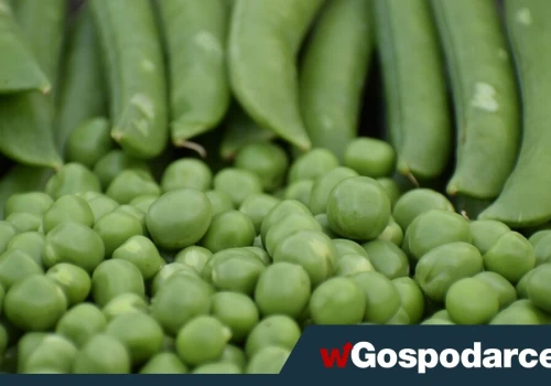 Groch – niedoceniony skarb w kuchni