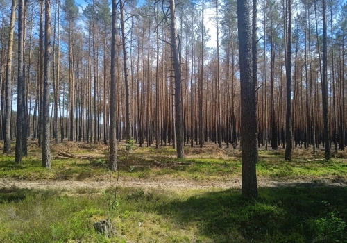 Powstaje plan odbudowy po pożarze w Puszczy Solskiej. Leśnicy podzielili pożarzysko na trzy strefy