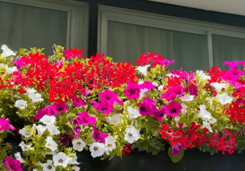 Rozkrusz, wymieszaj i wlej pod pelargonie. Kwiatów będzie tyle, że znikną liście