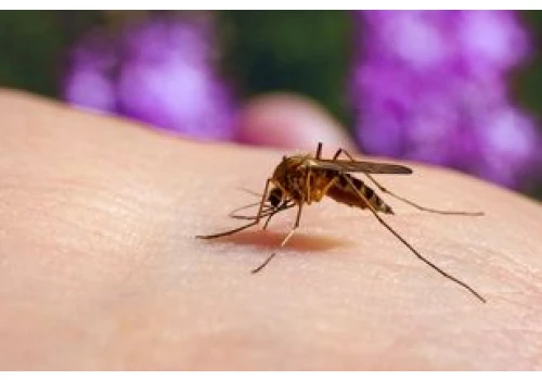 Grozi nam plaga komarów? Ekspert alarmuje: Pogoda idealna
