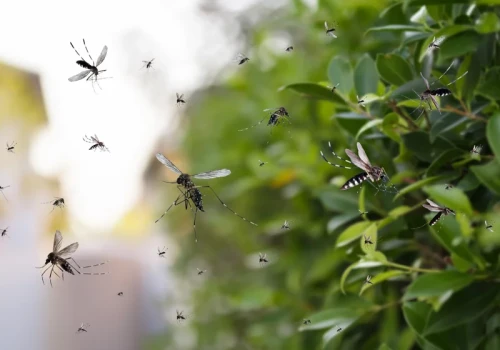Plaga owadów w wakacyjnym kraju. „Mam ponad 30 miejsc z ukąszeniami”