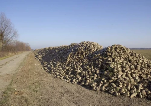 Główka buraka to zanieczyszczenie? KGS odpowiada plantatorom