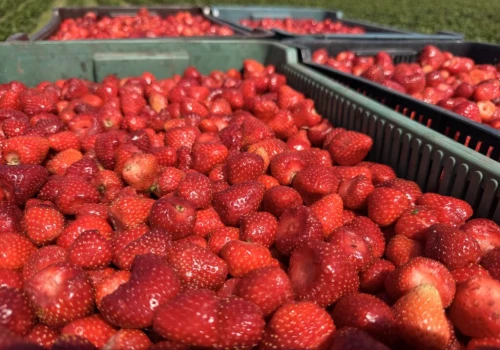 SZOK NA RYNKU! Skupy zamykają przyjmowanie truskawek, a na polach wciąż czerwono.