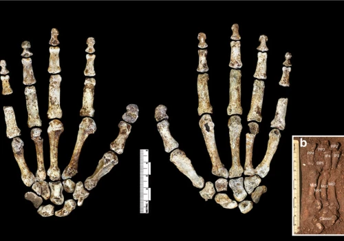 Wydobyli materiał genetyczny sprzed 300 tysięcy lat. Ujawnił mroczny sekret gatunku Homo naledi