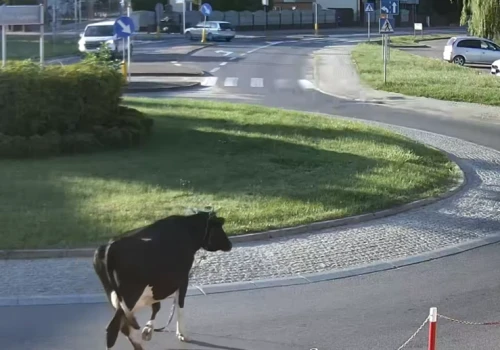 Poranny spacer krowy ulicami miasta. Właściciel odpowie przed sądem(FILM)