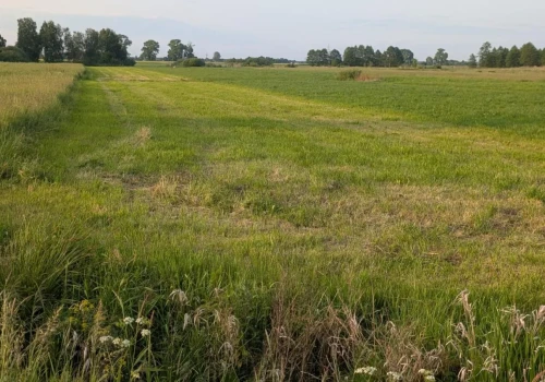 Jak oszacować plon zielonki? Miarka, herbometr i metoda ramkowa