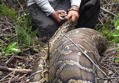 Inwazyjny wąż złapany. Połknął zwierzę ważące 35 kilogramów