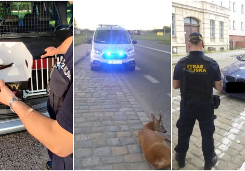Nietrzeźwy leżący na środku jezdni, awanturnik w poczekalni dworca, ranna sarna. Interwencje straży miejskiej