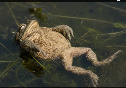 Ropucha odpaliła tryb cegły
