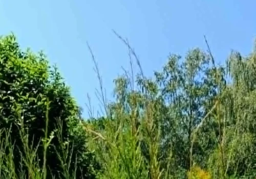 Ogród, miejsce nad wodą, działka rekreacyjna? A jak Mysłowiczanie spędzają upalny czerwcowy weekend?