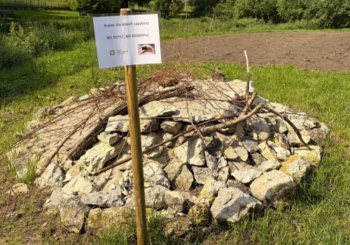 Kraków stawia na ochronę dzikich pszczół. W parkach powstały pierwsze kopczyki dla zapylaczy