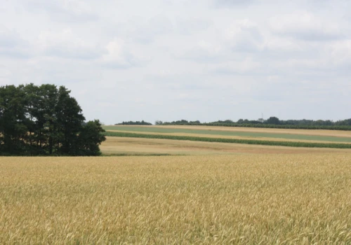 Dwie działki z KOWR na przetarg a 15 chętnych rolników. Razem do wzięcia ponad 300 ha