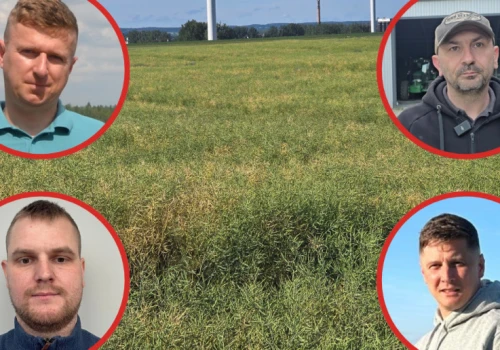 3 tony będą sukcesem. Rolnicy oceniają stan rzepaków przed żniwami