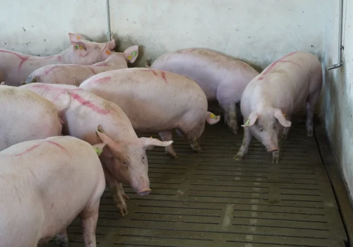 Podpowiadamy, co zmienić w żywieniu świń latem