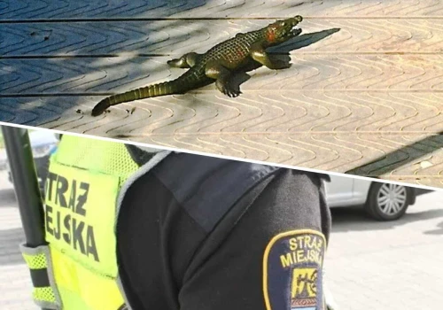 Przerażona kobieta zadzwoniła na straż miejską. Zobaczyła krokodyla!