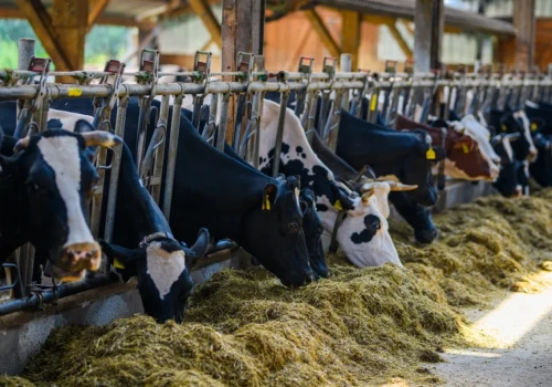 Krowy w upały jedzą inaczej. Jak chronić żwacz i utrzymać produkcję mleka?