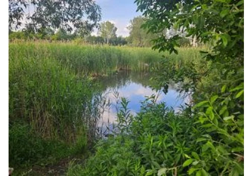 Fontanna, wybieg dla psów, nowe place zabaw i odnowione stawy. Tak może zmienić się Park Miejski w Aleksandrowie Kujawskim