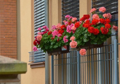 Kiedy podlewać pelargonie? Rano czy wieczorem? Odpowiedź może cię zaskoczyć