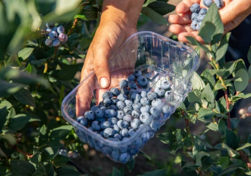 Polskie borówki podbijają Europę. Jesteśmy liderem unijnej produkcji
