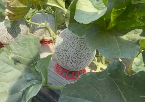 Melon za 110 zł/szt. Na 3,3 ha zbudowali biznes premium