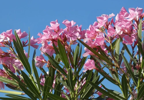 Oleander nie kwitnie i gubi liście? Zanim dolejesz wody, sprawdź jedną rzecz