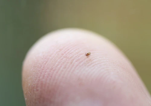 Nowy pieprzyk? Ostrożnie! To może być nimfa kleszcza. Zobacz, dlaczego nimfy kleszcza są groźniejsze od dorosłych kleszczy