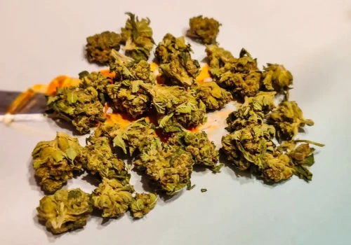 Odmiana Animintz – medyczna marihuana 22% od S-Lab