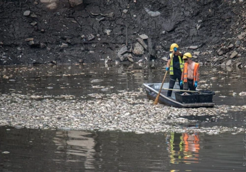 Tysiące martwych ryb w Pilchowicach. „Tak się kończy regulowanie rzek”