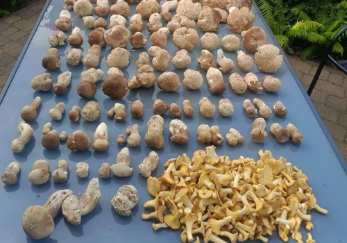 Uzbierał pełny kosz grzybów w lipcu. Zapaleniec spod Piły zdradza swój sekret