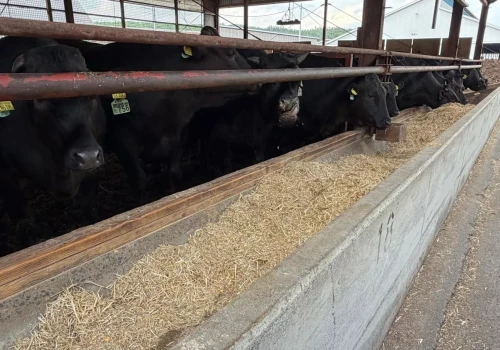 31 tys. zł za bydło rasy Wagyu. Tu stawiają na genetykę i suchy TMR