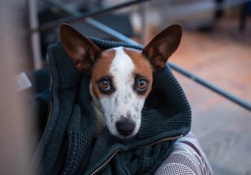 Latem więcej zwierząt traci swoje domy. Gościem RŁ Katarzyna Rezler ze Stowarzyszenia Animal SOS
