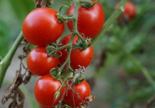 Wyrzucasz liście pomidorów? Lepiej wykorzystaj je w ogrodzie. Ten prosty sposób uratuje uprawy