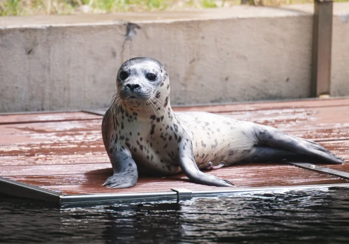 Oto nowy maluch we wrocławskim zoo. Waży już 21 kilogramów