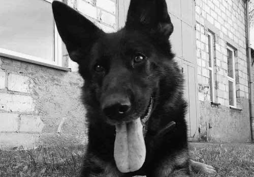 Policjanci w smutku żegnają Kirę. „Dziękujemy za każdą wspólną służbę”