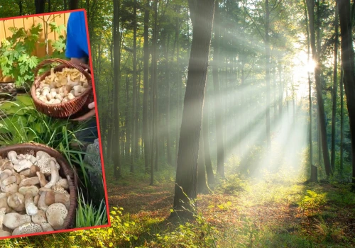 Grzybiarz wybrał się do lasu i pokazał zbiory. 