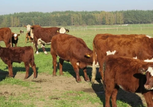 Duża zmiana dla hodowców. Od 15 lipca rusza ubój pastwiskowy