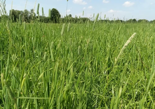 Ile azotu, fosforu i potasu podać na łąkę? Terminy są równie ważne