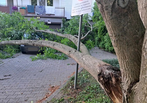 Lublin: Potężny konar runął na zaparkowany samochód