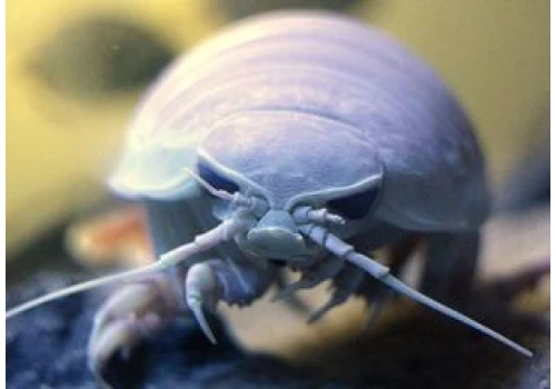 Gigant z głębin. Żywi się głównie padliną