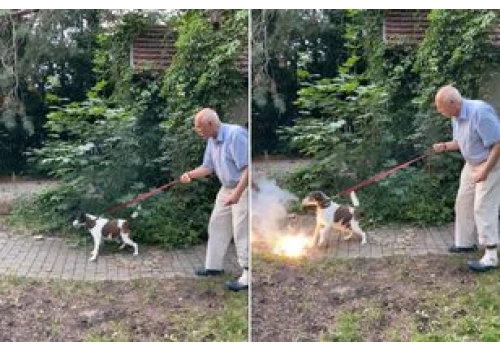 Korwin-Mikke znów szokuje. Rzucił psu petardę