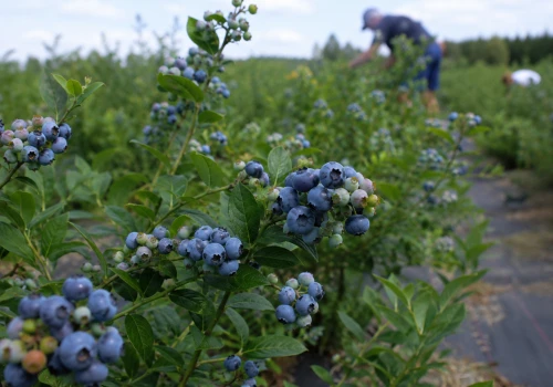 80 hektarów borówki otwarte dla każdego! Ruszają wielkie samozbiory