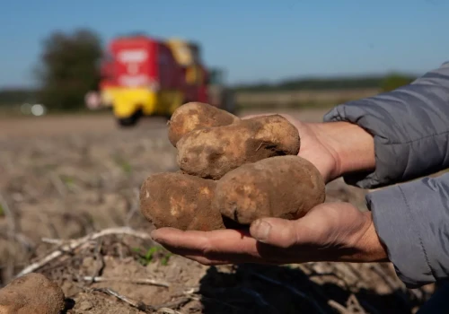 Rolnicy odwracają się od ziemniaków? Areał spadł o ponad 25 tys. ha