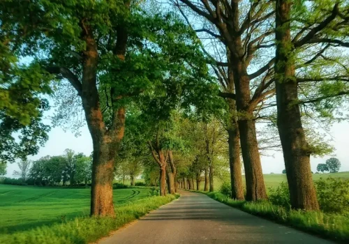 MON i resort klimatu zgodni: Wycinka przydrożnych drzew to osłabianie obronności kraju