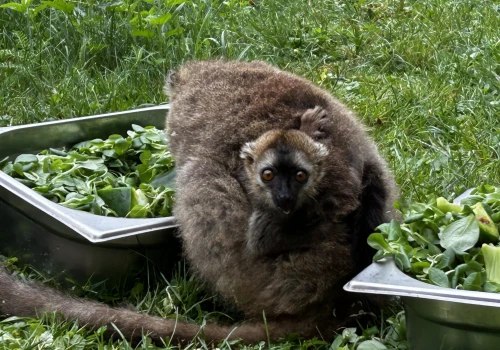 Sukces hodowlany świętokrzyskiego ogrodu zoologicznego