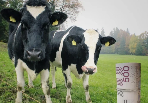 Kiedy mleko znów zdrożeje? Eksperci wskazują moment przełomu