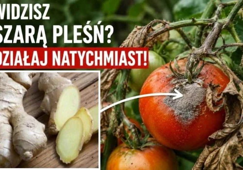 Imbir w walce z chorobami pomidorów. Zastosuj ten oprysk, a grzyb zniknie